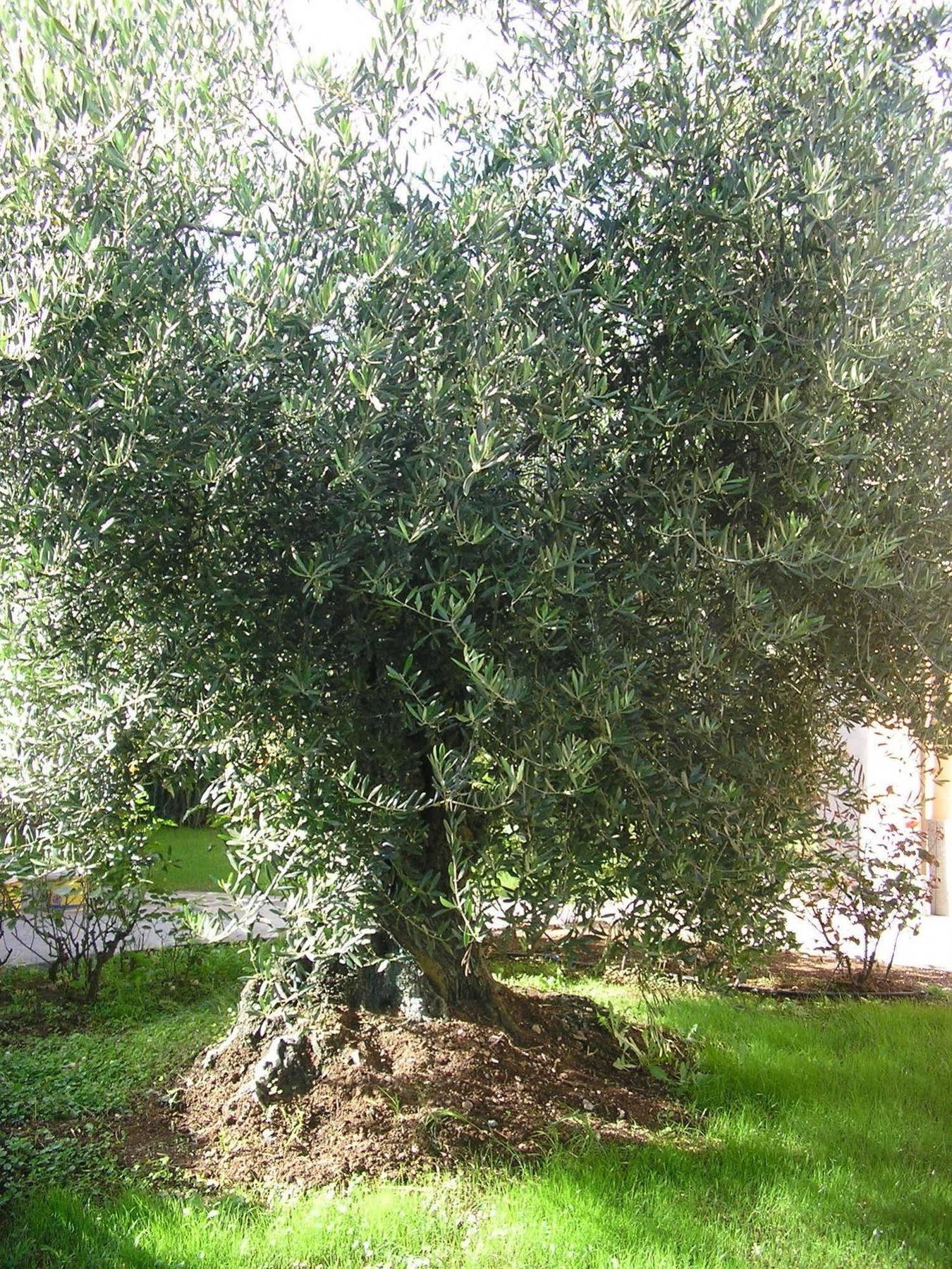 Al Vecchio Olivo Bed and Breakfast Frascati Buitenkant foto